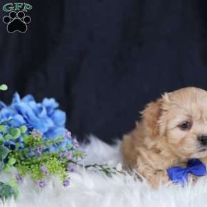 Hester, Teddy Bear Puppy